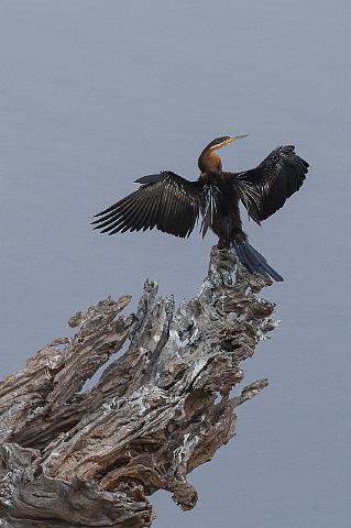 071 Botswana, Chobe NP, afrikaanse slangenhalsvogel.jpg